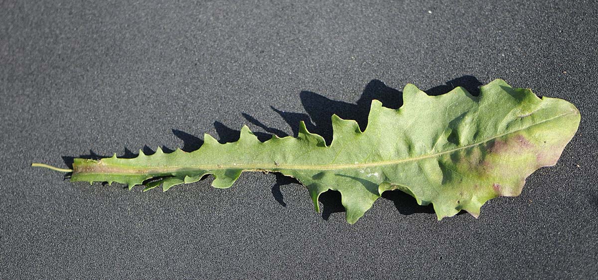 Leontodon hispidus