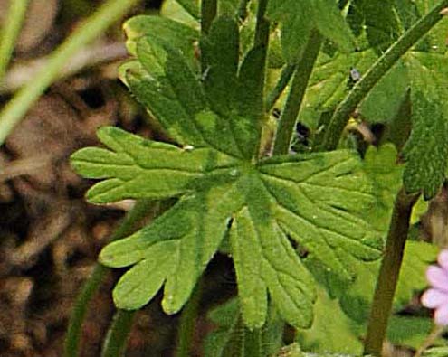 Geranium molle / Geranio volgare