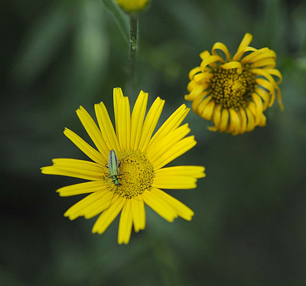 Buphthalmum salicifolium subsp. salicifolium