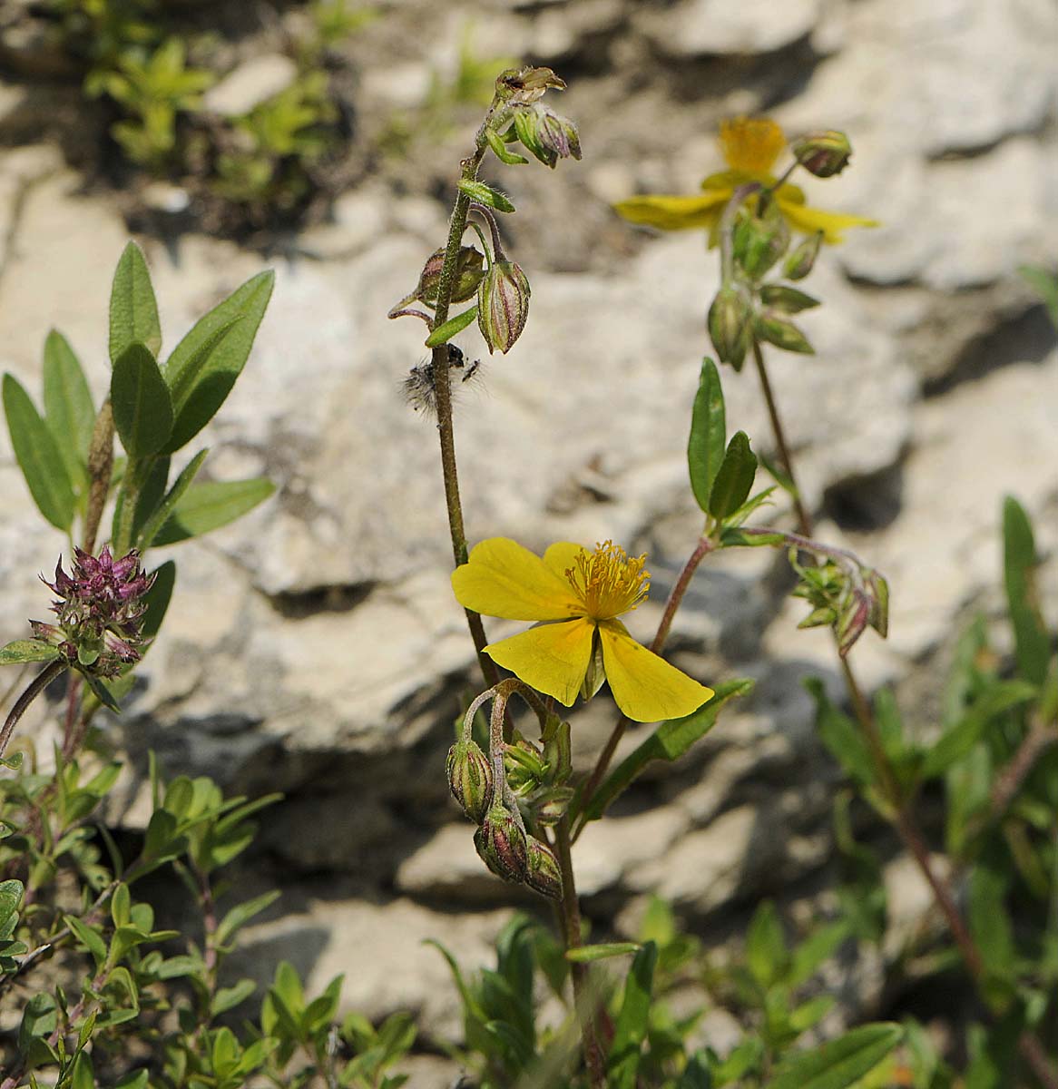 Helianthemum mummularium s. l.