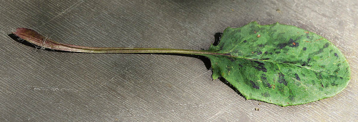 Hieracium a foglie macchiate