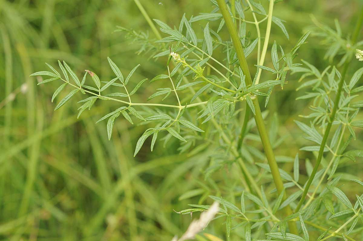 Apiacea?  no, Ranunculaceae: Thalictrum cfr. lucidum