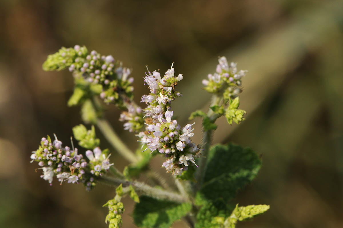 Mentha suaveolens?