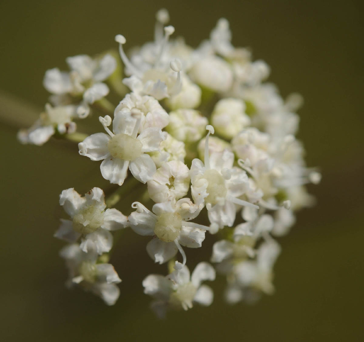 Peucedanum cervaria?