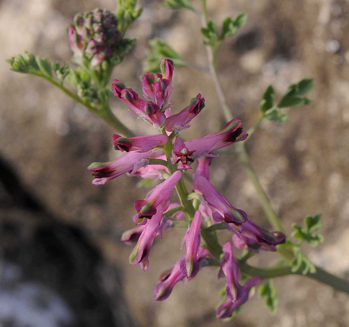 Fumaria officinalis subsp. officinalis / Fumaria comune