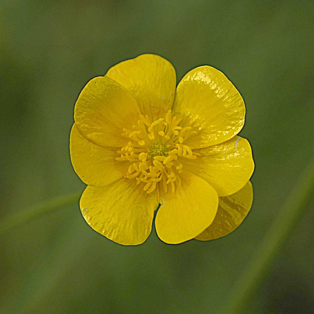 Ranunculus acris L / Ranuncolo comune