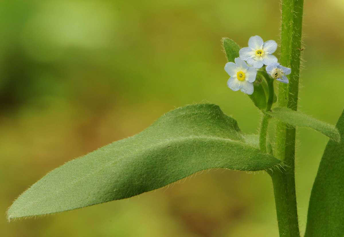Myosotis da determinare