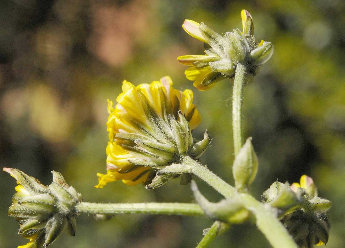Crepis vesicaria subsp. taraxacifolia