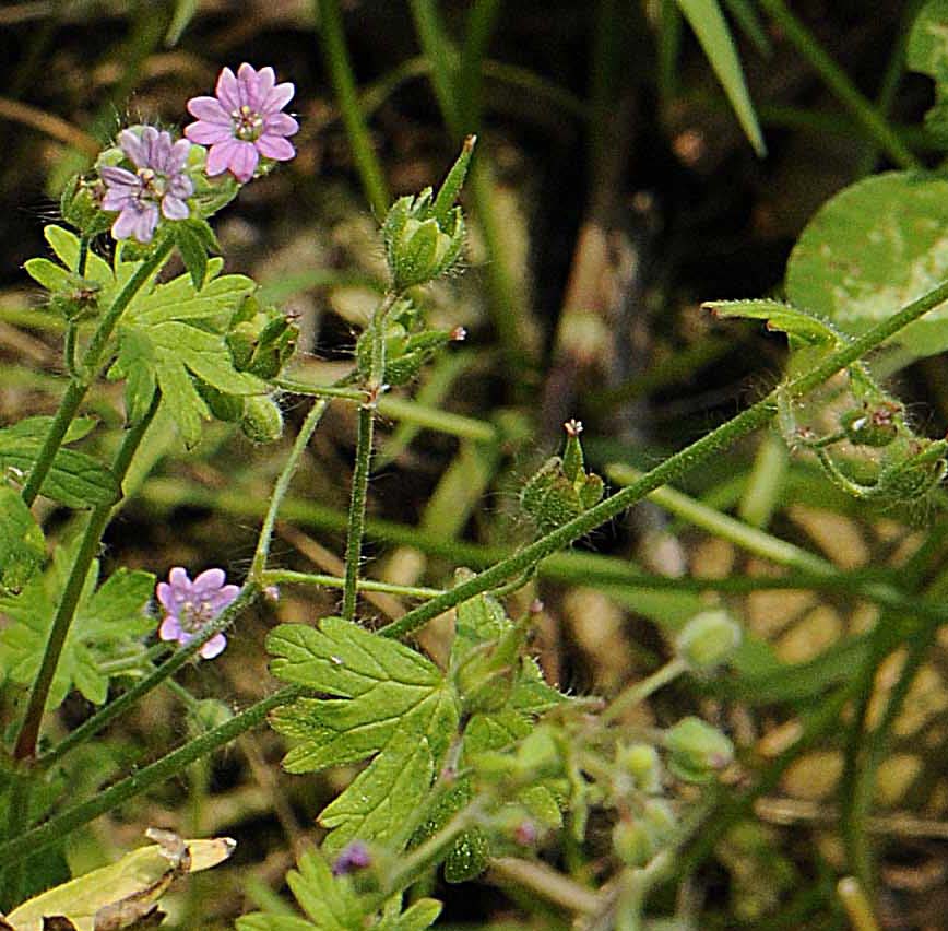 Geranium molle / Geranio volgare