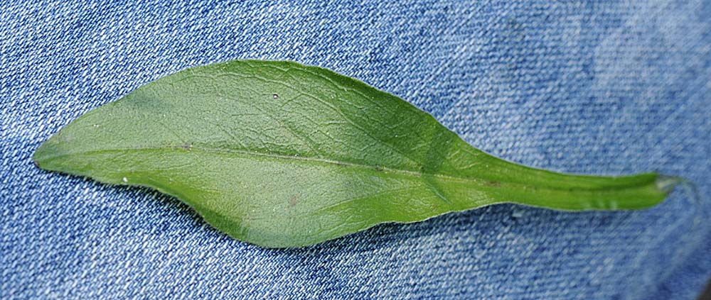 Buphthalmum salicifolium subsp. salicifolium