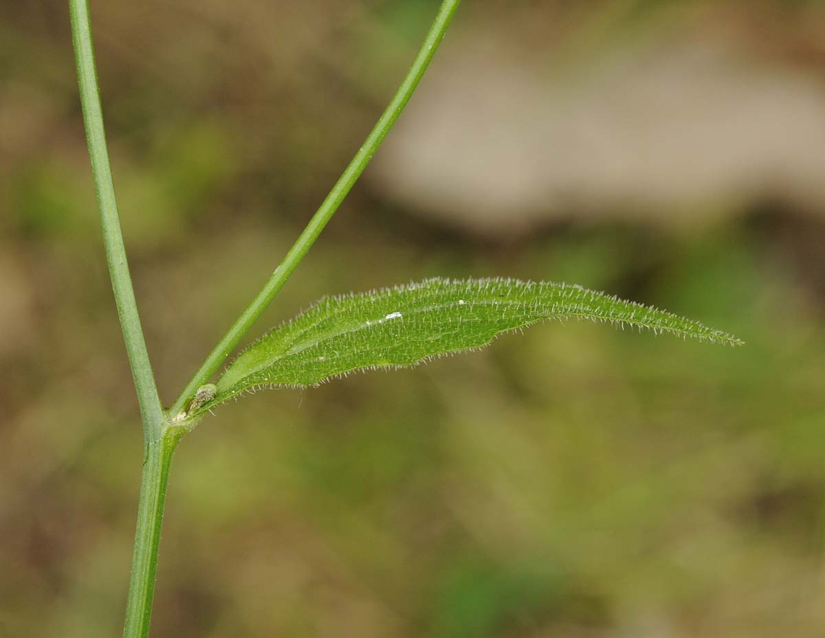 Lapsana communis / Lassana comune