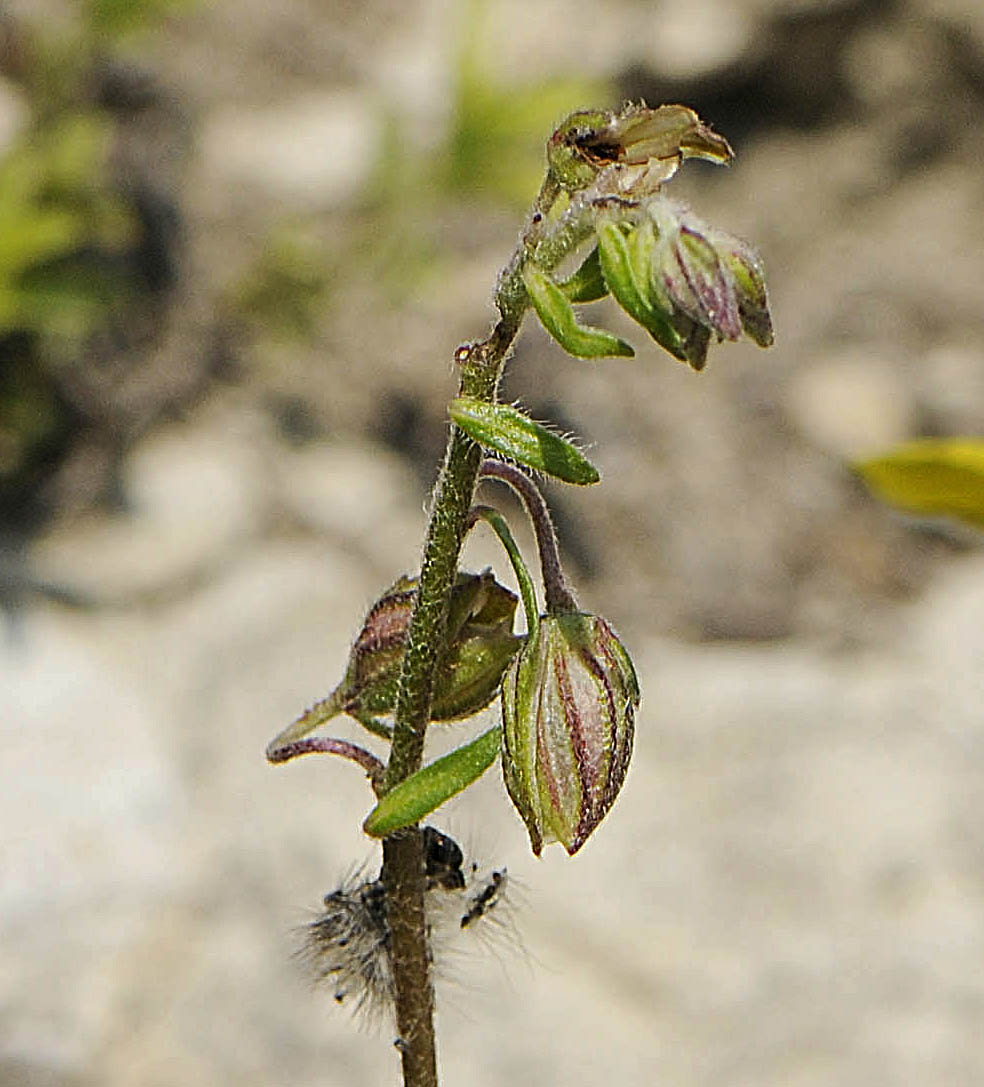 Helianthemum mummularium s. l.