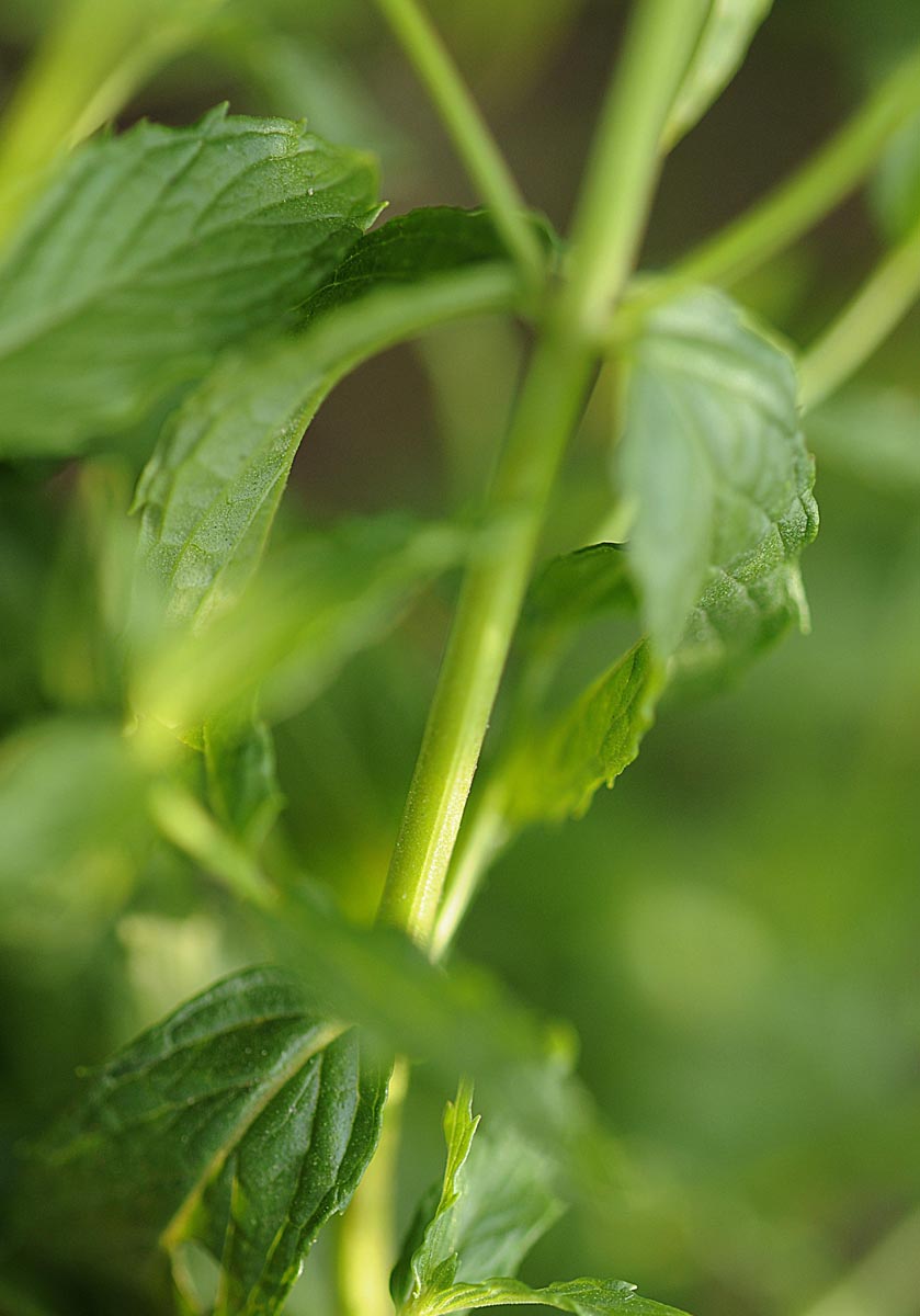Mentha spicata?