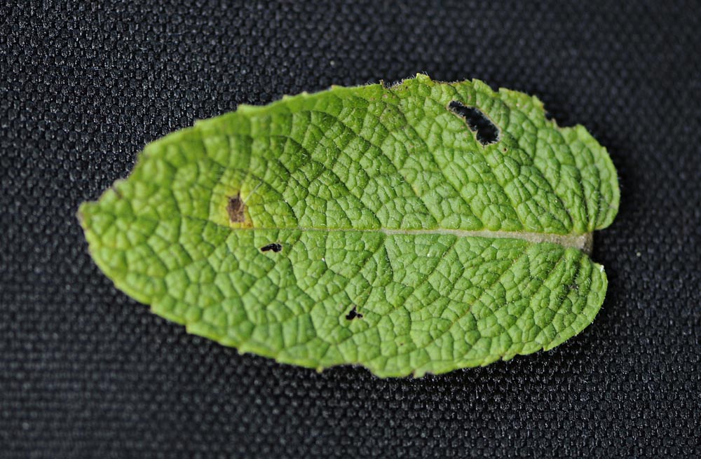 Mentha suaveolens?