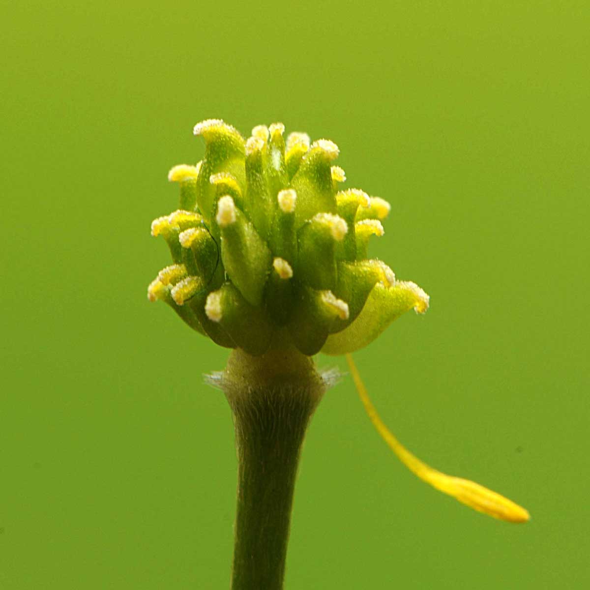 Ranunculus acris L / Ranuncolo comune