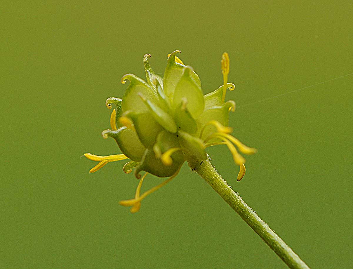 Ranunculus lanuginosus / Ranuncolo lanuto