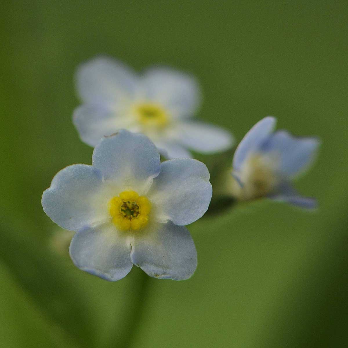 Myosotis da determinare