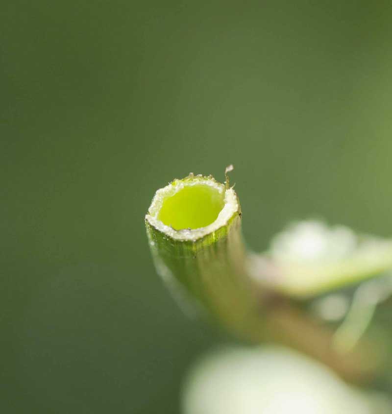 Crepis vesicaria subsp. taraxacifolia