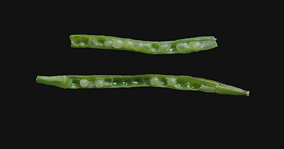 Sinapis arvensis