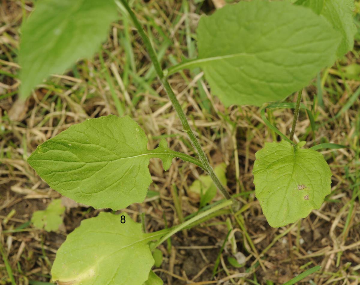 Lapsana communis / Lassana comune