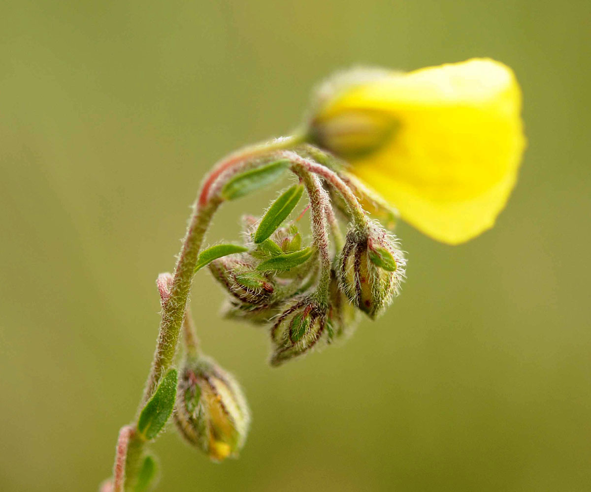 Helianthemum mummularium s. l.