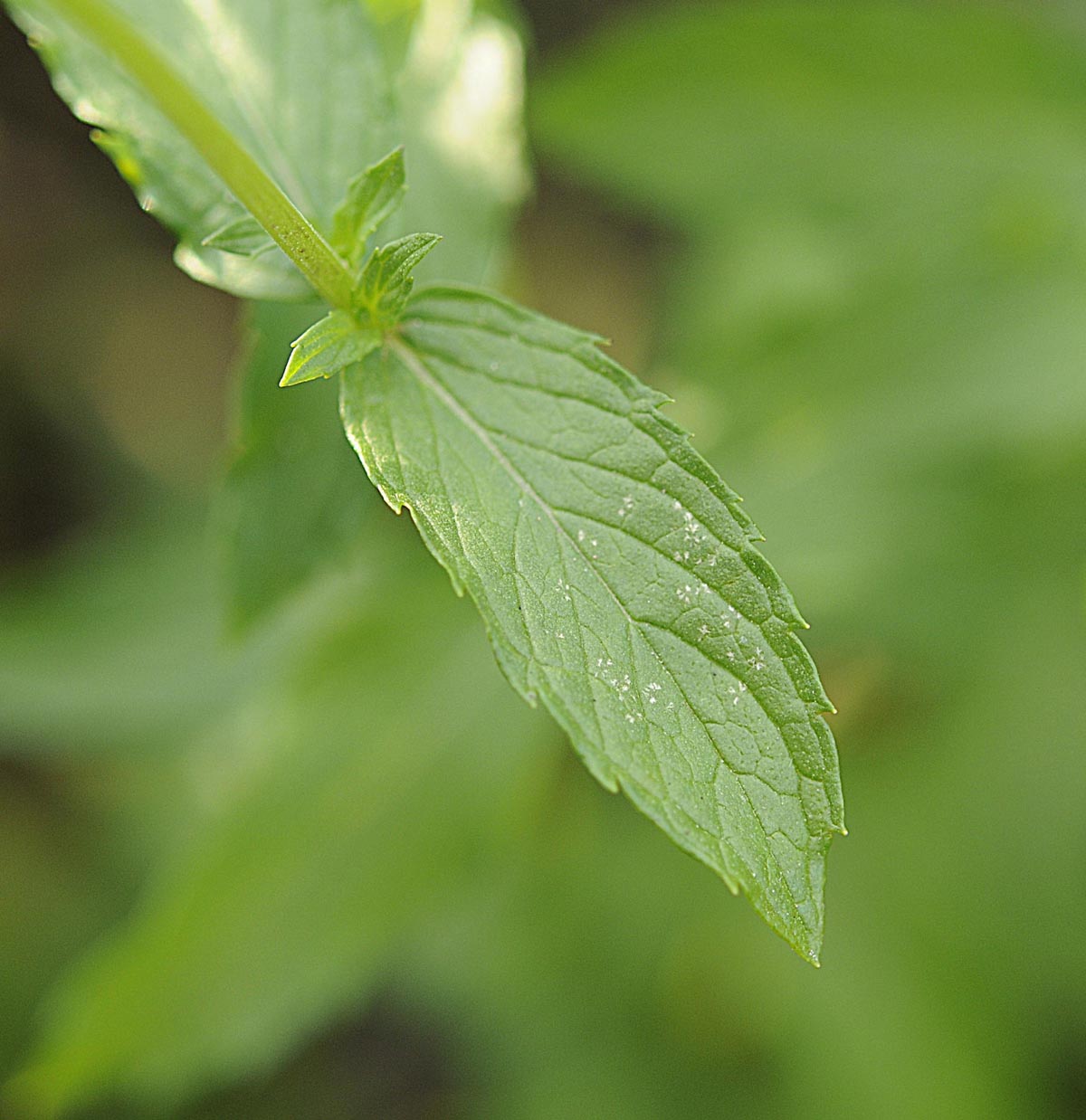 Mentha spicata?