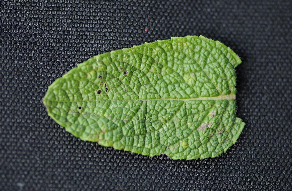 Mentha suaveolens?