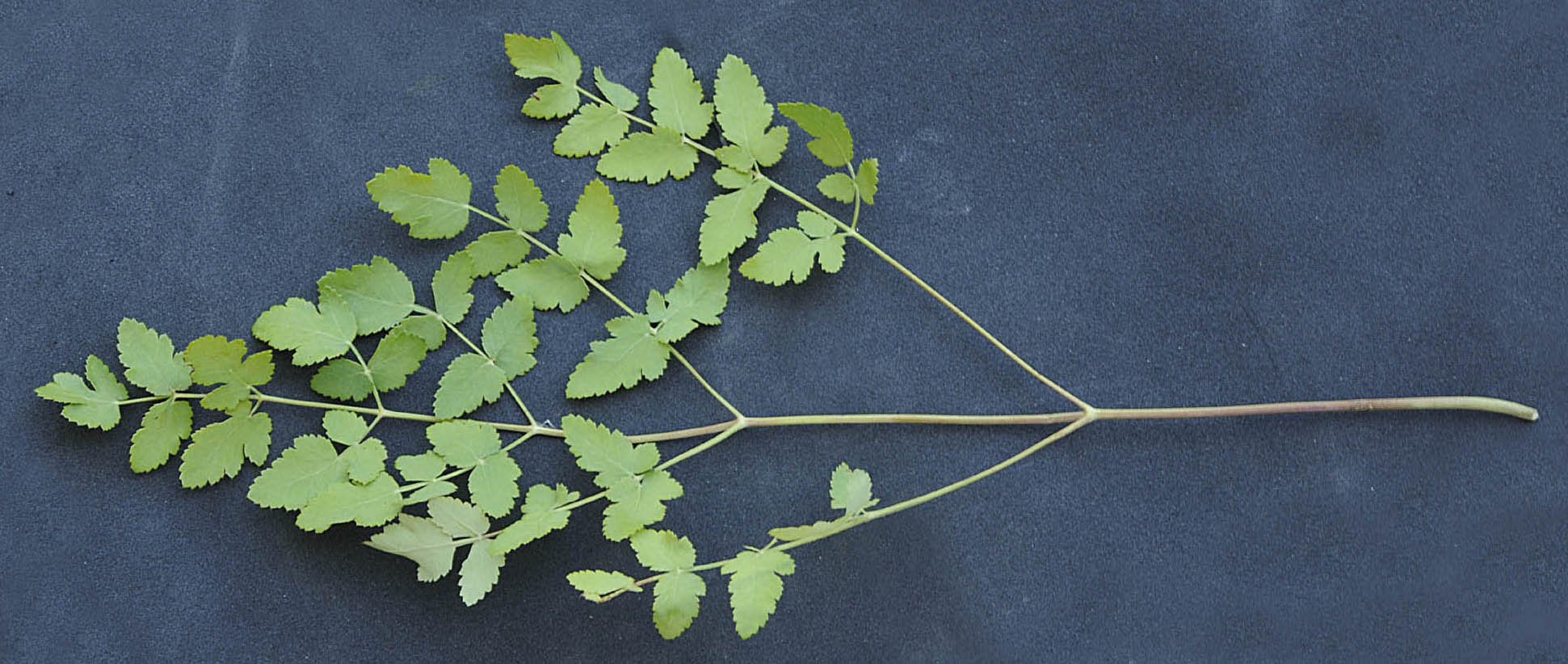 Peucedanum cervaria?