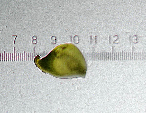 Ranunculus acris L / Ranuncolo comune