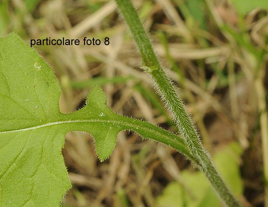 Lapsana communis / Lassana comune