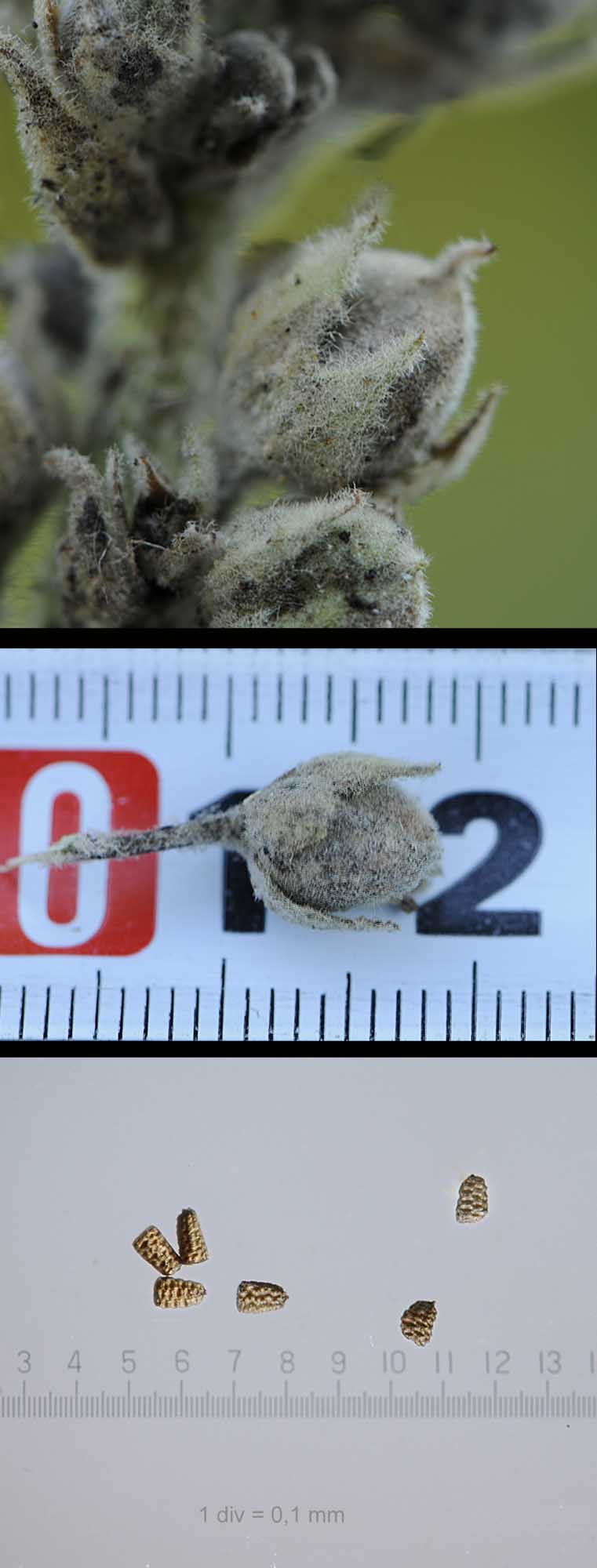 Verbascum phlomoides o V.densiflorum ?