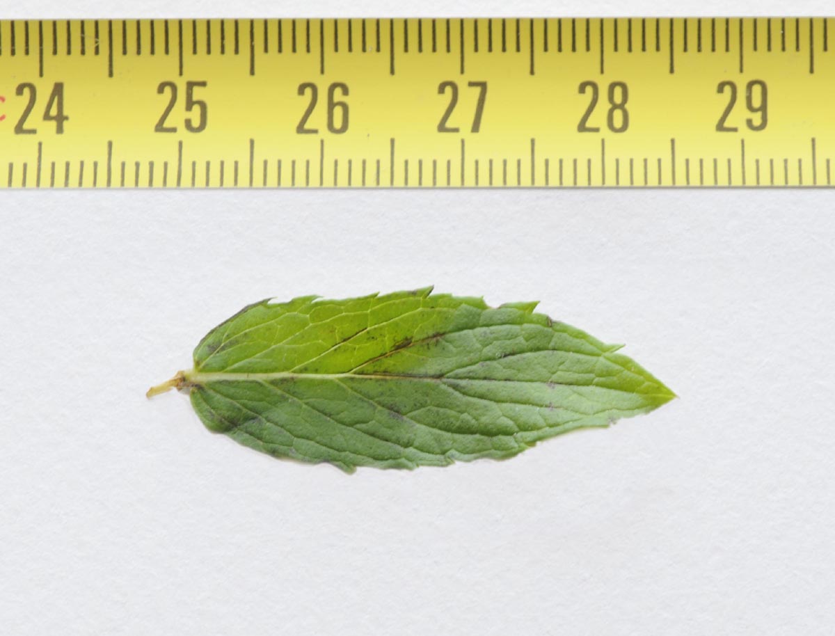 Mentha spicata?