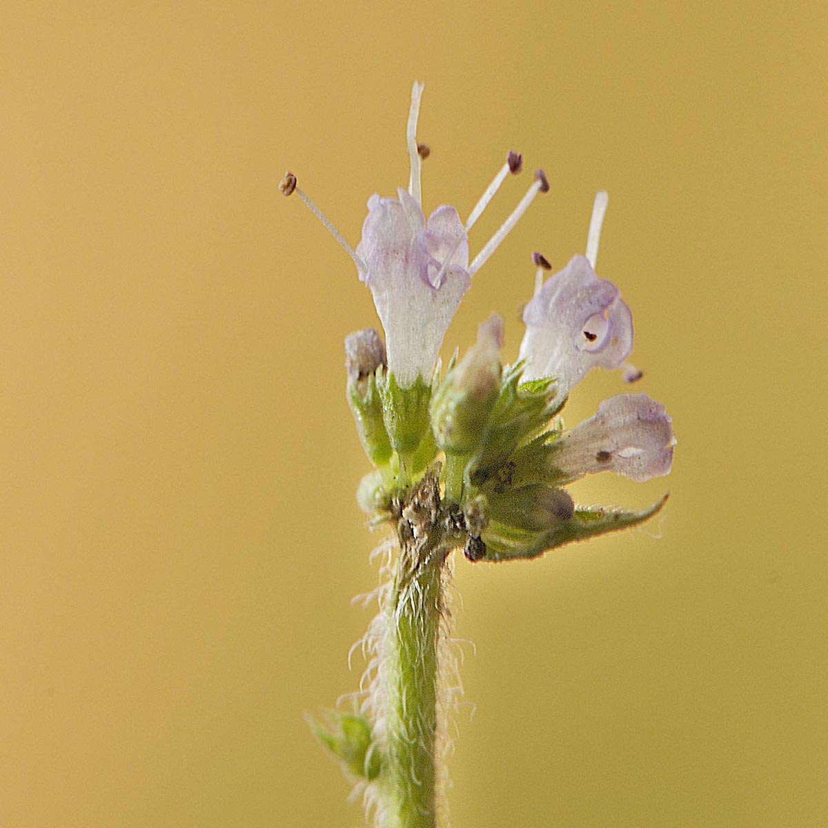 Mentha suaveolens?