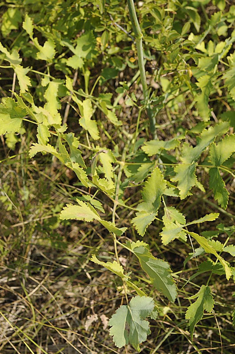 Peucedanum cervaria?
