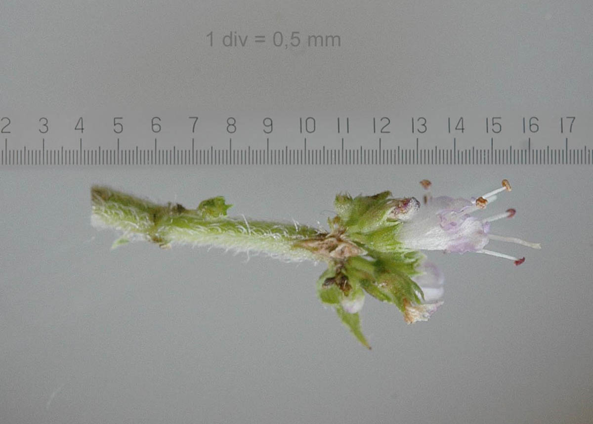 Mentha suaveolens?