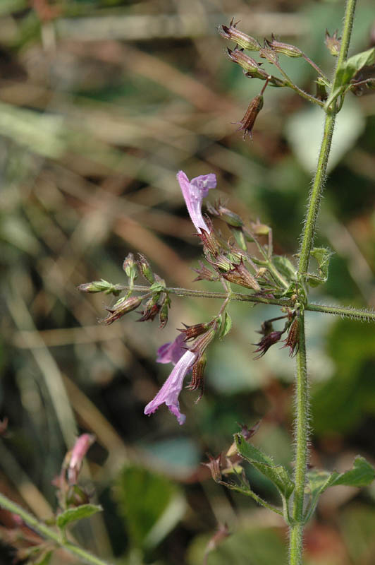 Clinopodium nepeta (=Calamintha nepeta)