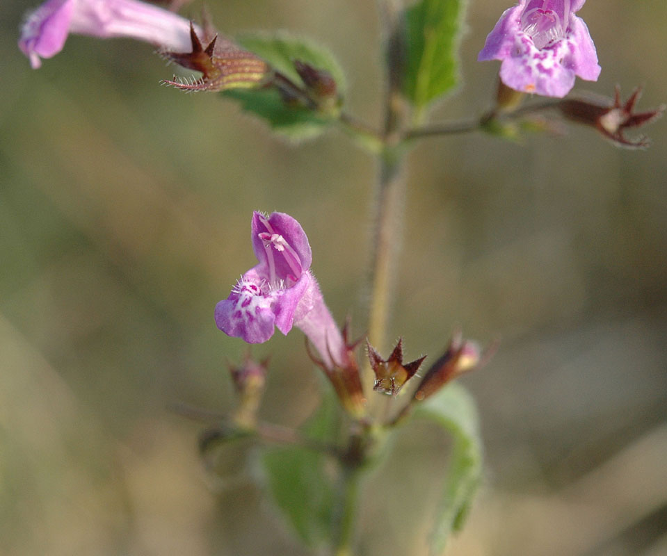 Clinopodium nepeta (=Calamintha nepeta)