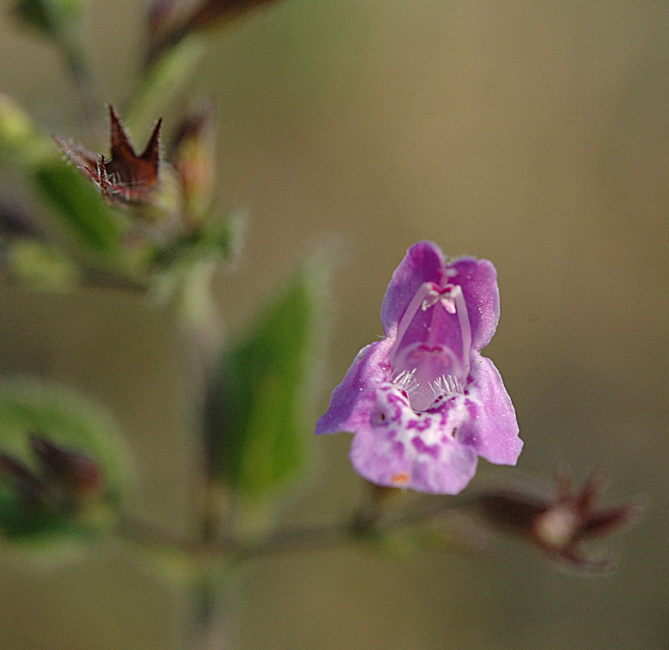 Clinopodium nepeta (=Calamintha nepeta)