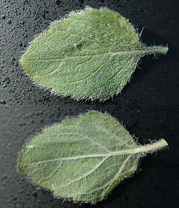 Clinopodium nepeta (=Calamintha nepeta)