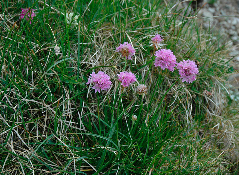 Armeria alpina