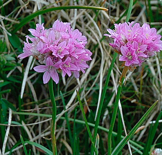 Armeria alpina