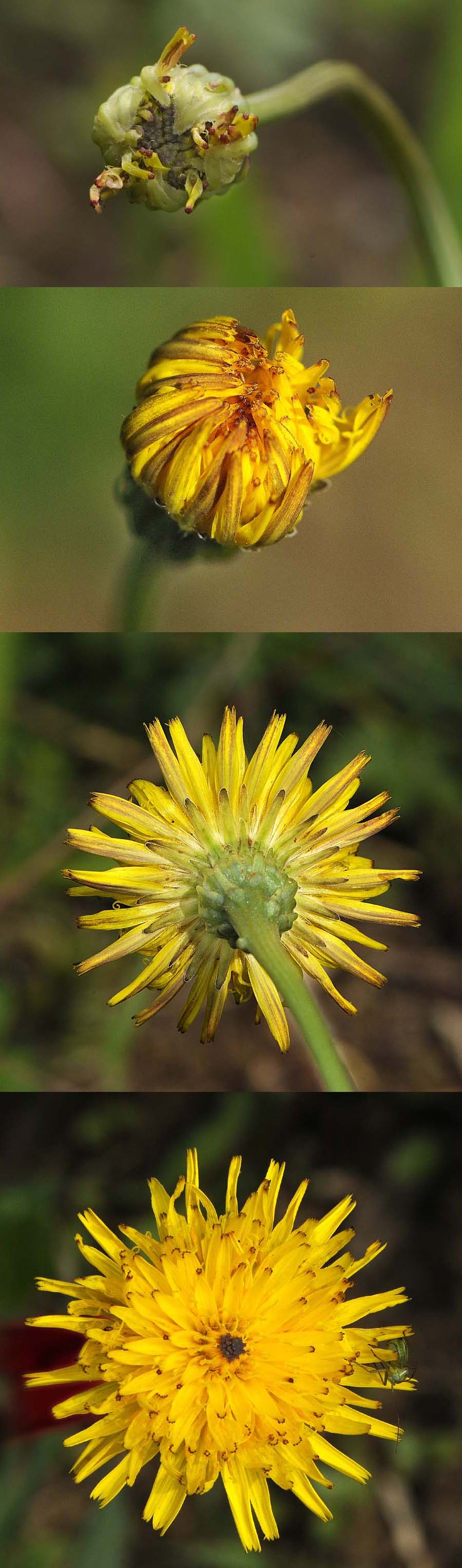 Leontodon hispidus