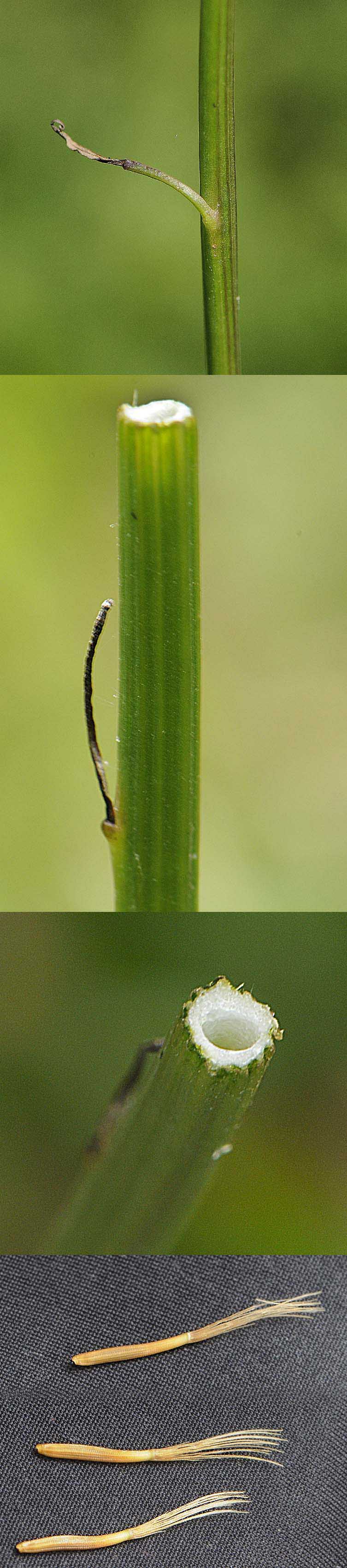 Leontodon hispidus