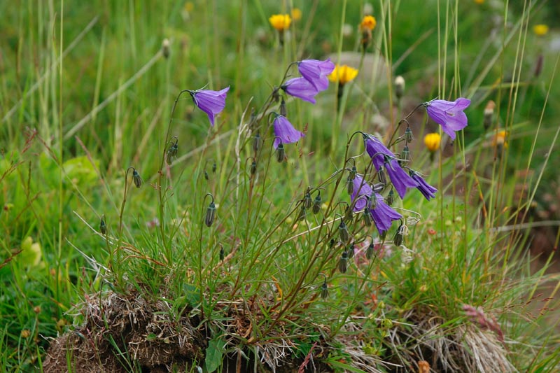 Campanula scheuchzeri