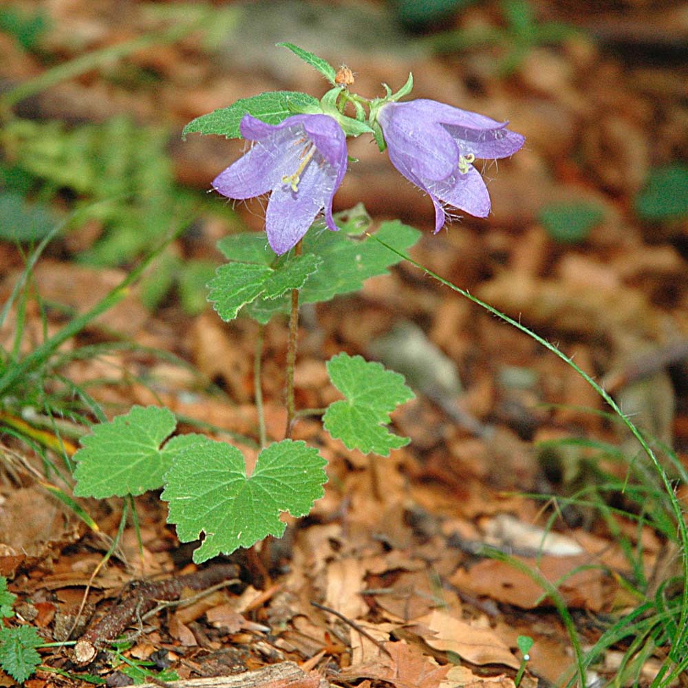 Campanula trachelium