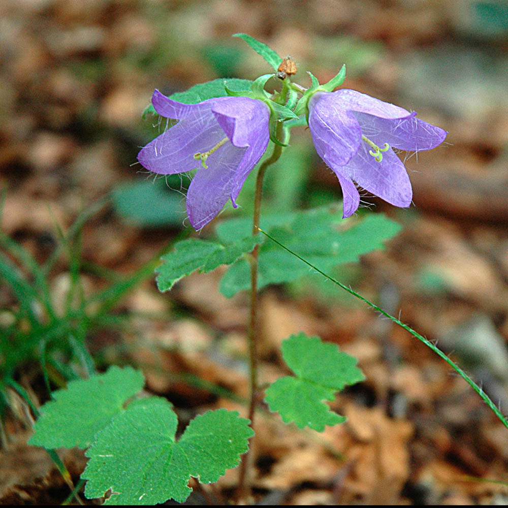 Campanula trachelium