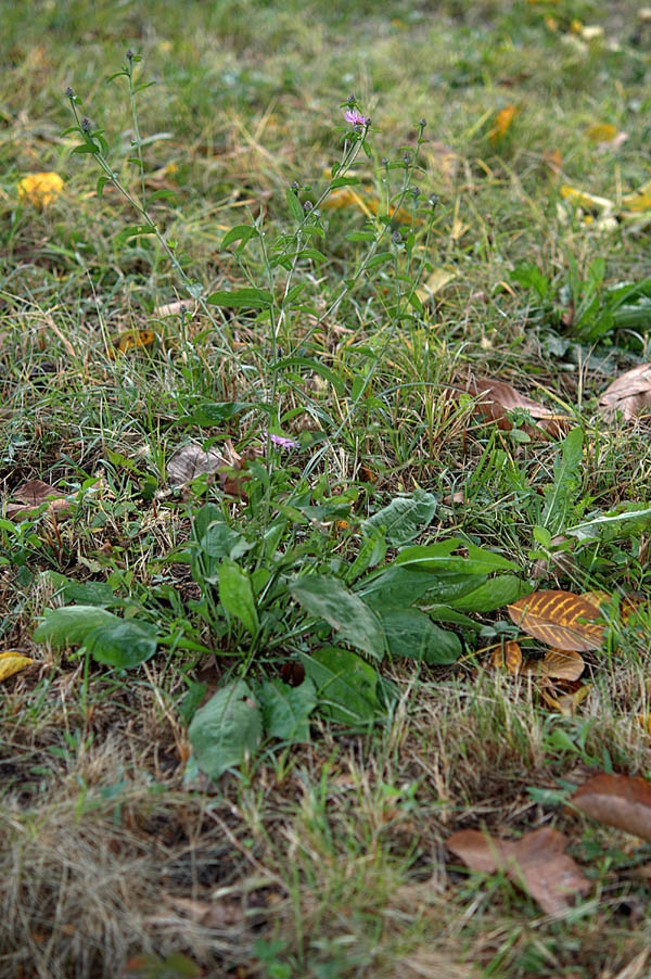 Centaurea nigrescens