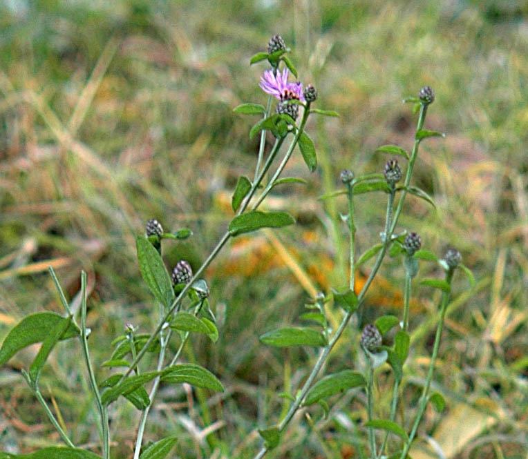 Centaurea nigrescens
