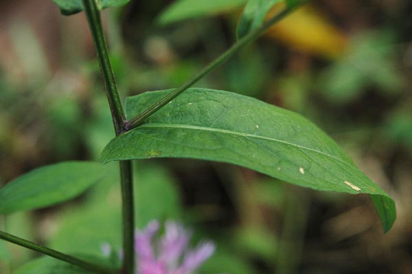 Centaurea nigrescens