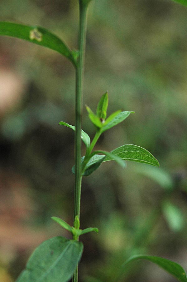 Centaurea nigrescens